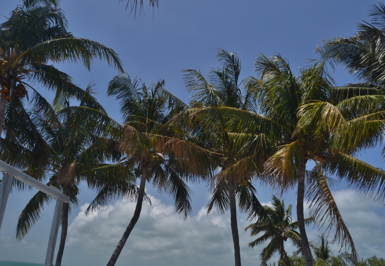 seven-mile bridge